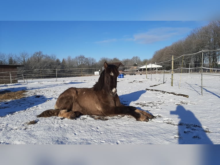 Islandpferd Wallach 5 Jahre 146 cm Falbe in Schafflund