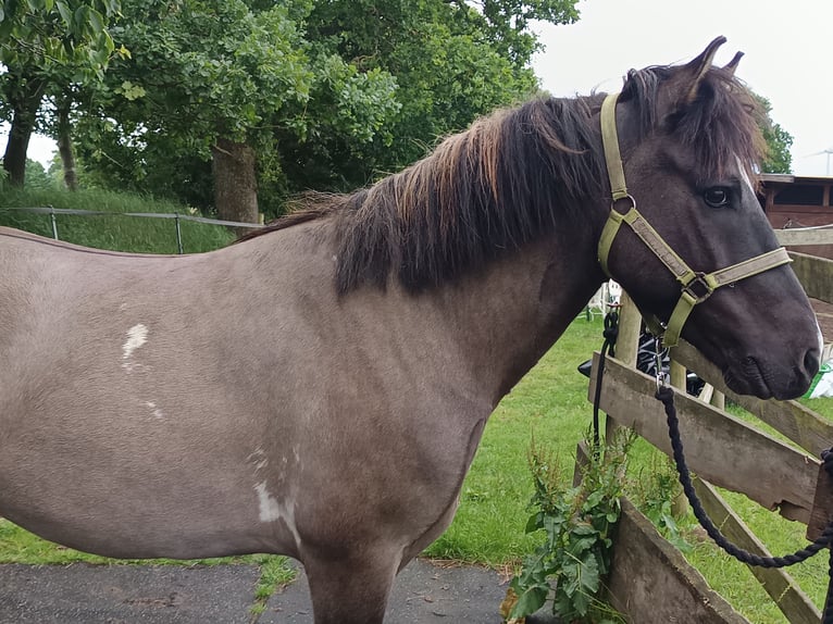 Islandpferd Wallach 5 Jahre 146 cm Falbe in Schafflund