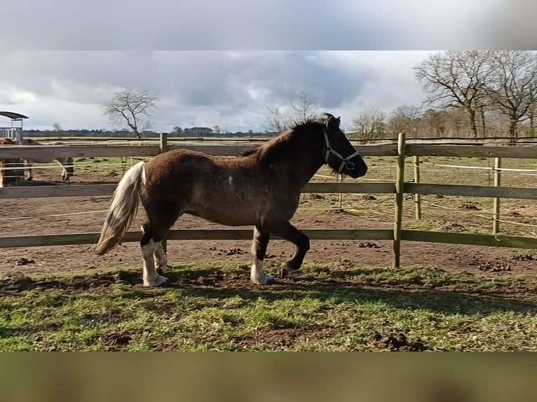 Islandpferd Wallach 5 Jahre 146 cm Falbe in Schafflund