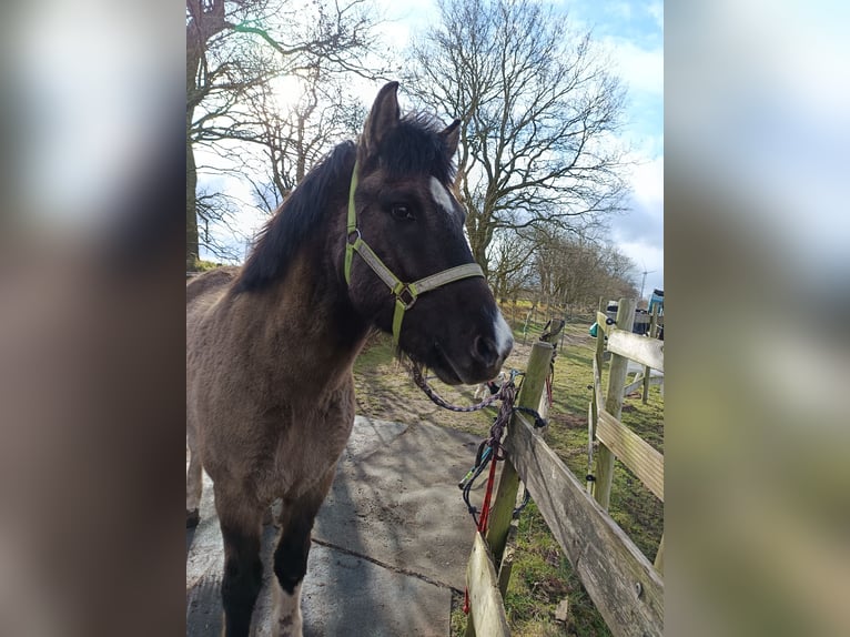 Islandpferd Wallach 5 Jahre 146 cm Falbe in Schafflund