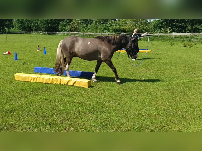 Islandpferd Wallach 5 Jahre 146 cm Falbe in Schafflund
