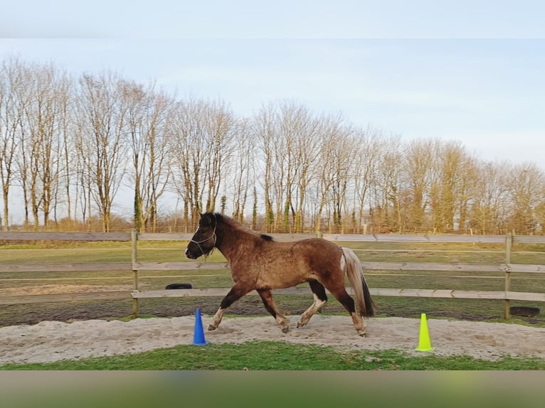 Islandpferd Wallach 5 Jahre 146 cm Falbe in Schafflund