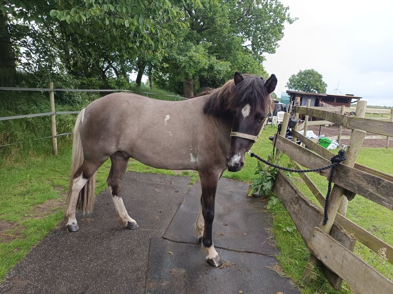 Islandpferd Wallach 5 Jahre 146 cm Falbe in Schafflund