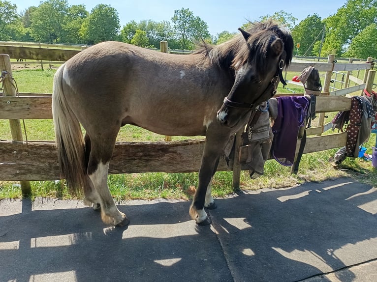 Islandpferd Wallach 5 Jahre 146 cm Falbe in Schafflund