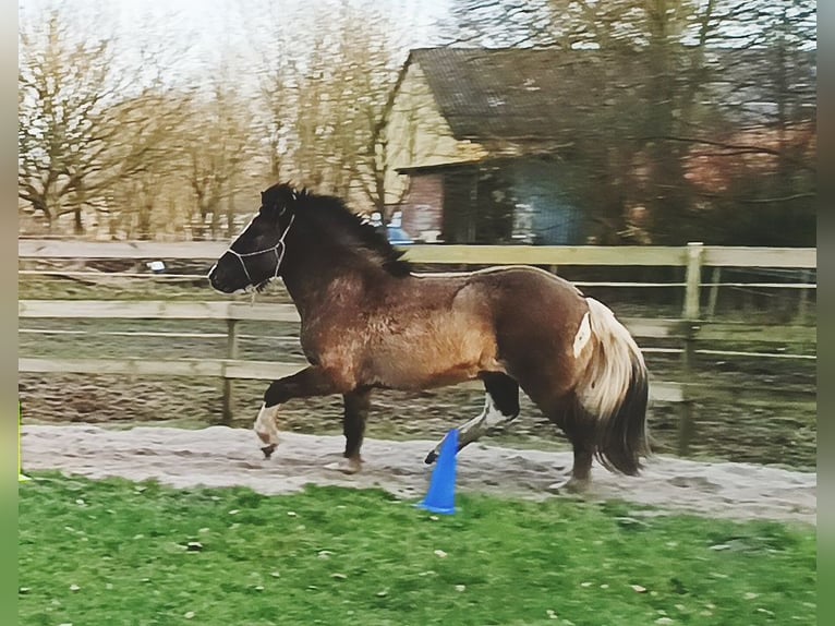 Islandpferd Wallach 5 Jahre 146 cm Falbe in Schafflund