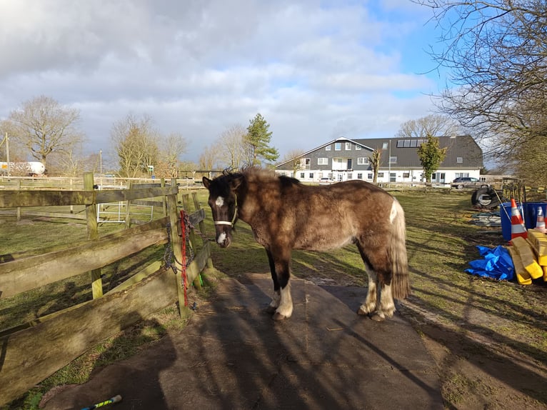 Islandpferd Wallach 5 Jahre 146 cm Falbe in Schafflund