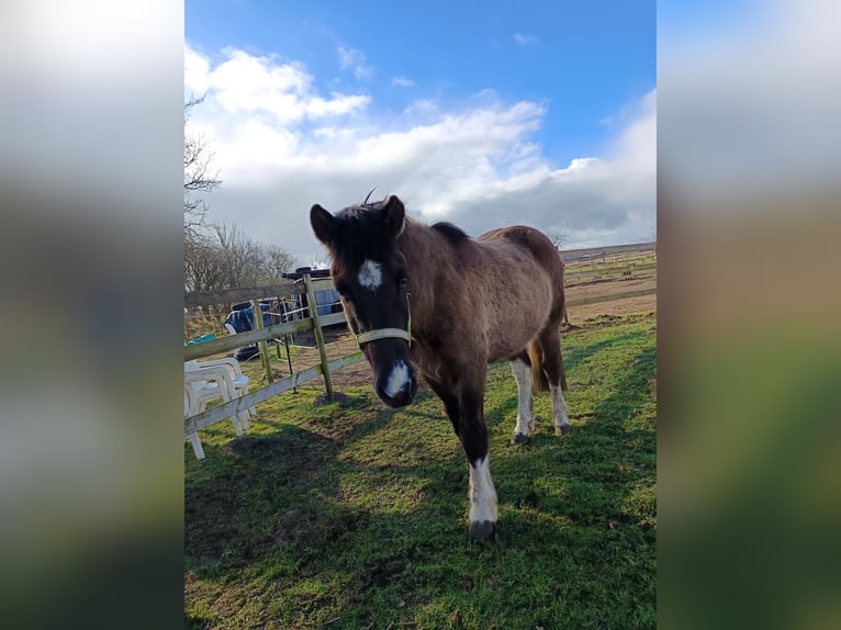 Islandpferd Wallach 5 Jahre 146 cm Falbe in Schafflund