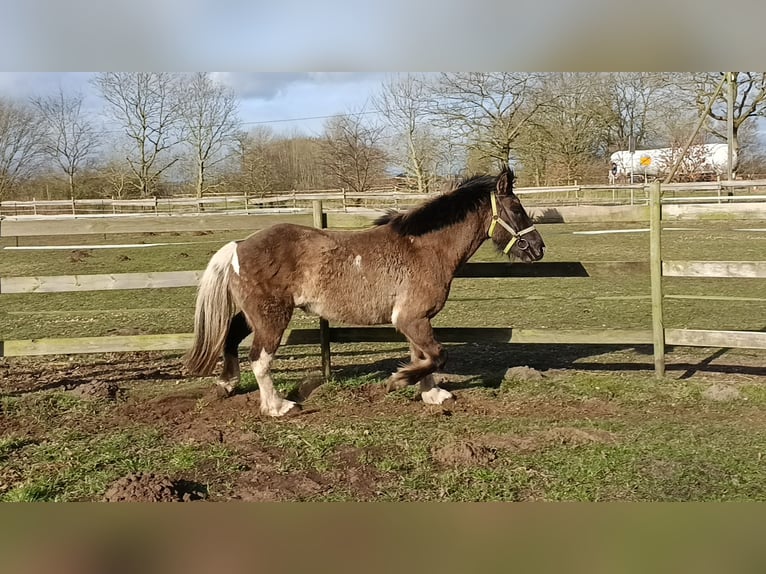 Islandpferd Wallach 5 Jahre 146 cm Falbe in Schafflund