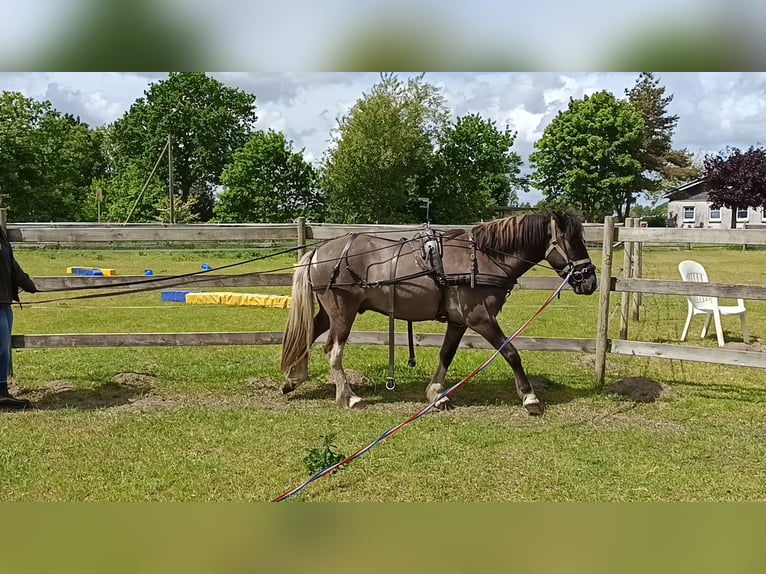 Islandpferd Wallach 5 Jahre 146 cm Falbe in Schafflund