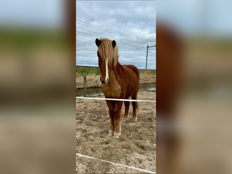 Islandpferd Wallach 5 Jahre 146 cm Fuchs in Westbeemster