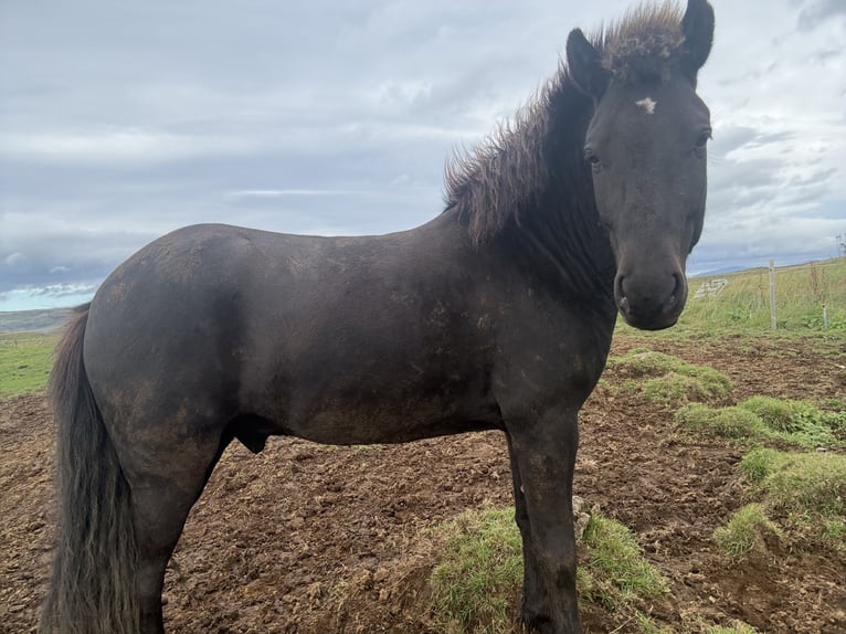 Islandpferd Wallach 5 Jahre 147 cm Brauner in Selfoss