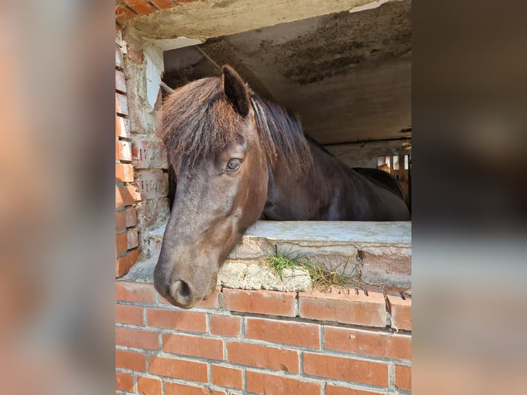 Islandpferd Wallach 5 Jahre 148 cm in Blunk