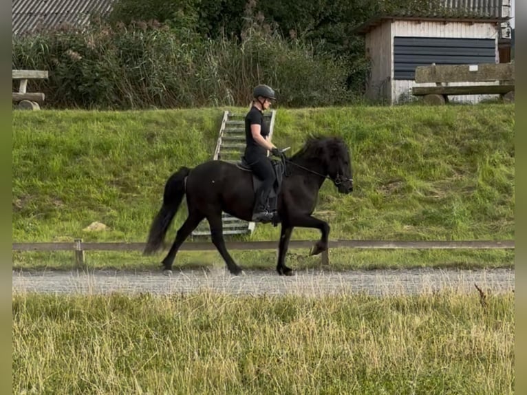 Islandpferd Wallach 5 Jahre 148 cm Rappe in Wehrheim