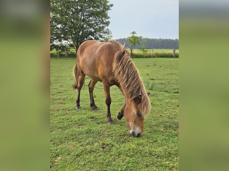 Islandpferd Wallach 5 Jahre 150 cm Brauner in Reppenstedt