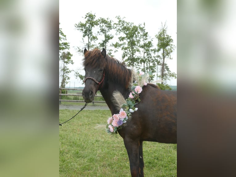 Islandpferd Wallach 5 Jahre 150 cm Rappe in Euskirchen Islandpferd Wallach 5 Jahre 150 cm Rappe in Euskirchen