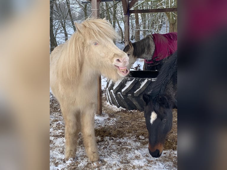 Islandpferd Wallach 5 Jahre Cremello in Stolpe