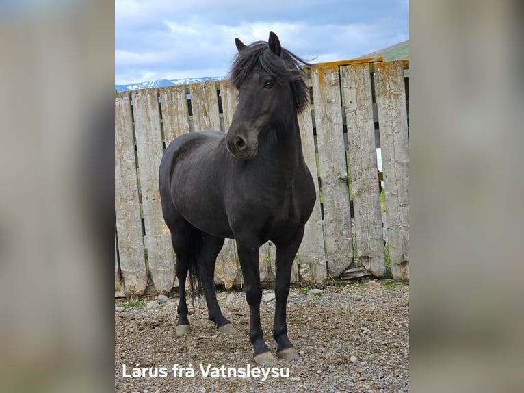 Islandpferd Wallach 5 Jahre in Reykjavik