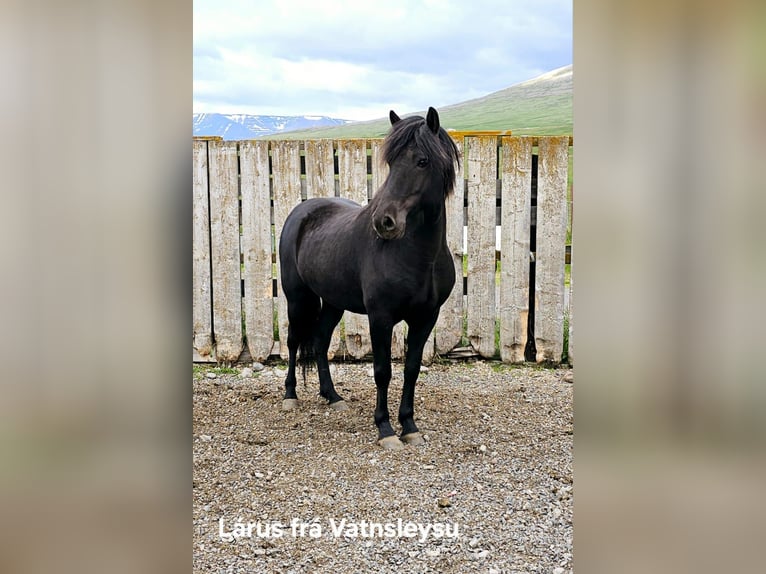 Islandpferd Wallach 5 Jahre in Reykjavik