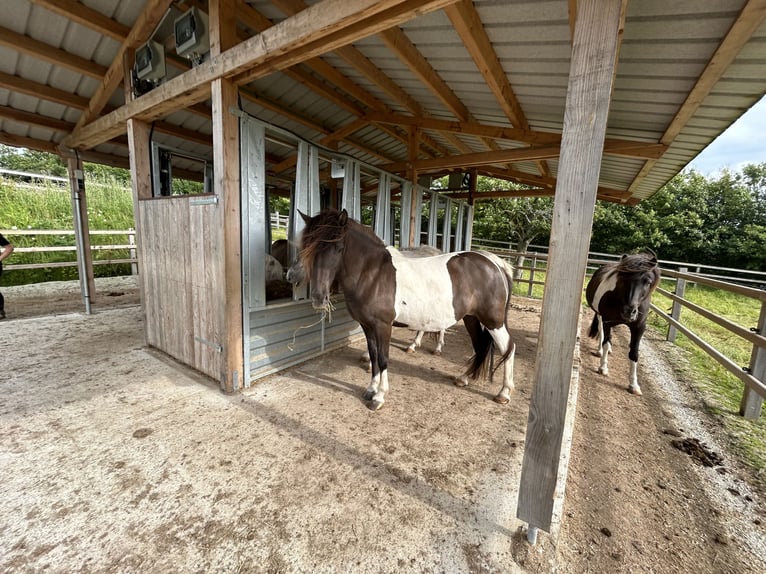 Islandpferd Wallach 5 Jahre  in Seesbach