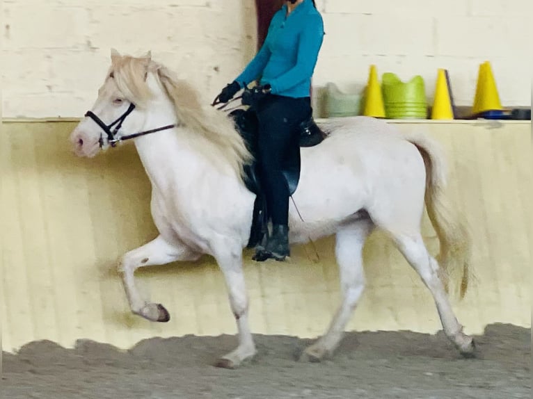 Islandpferd Wallach 5 Jahre  in Seesbach