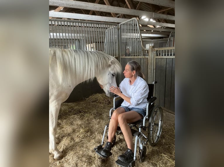 Islandpferd Wallach 5 Jahre  in Seesbach