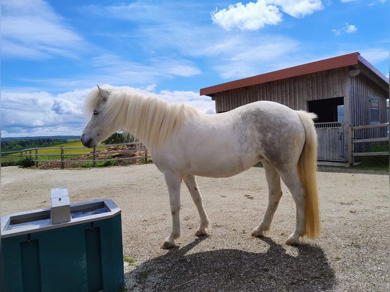 Islandpferd Wallach 5 Jahre  in Seesbach