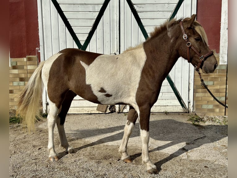 Islandpferd Wallach 5 Jahre  in Seesbach