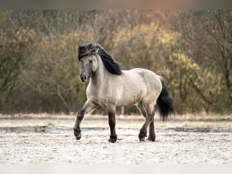 Islandpferd Wallach 5 Jahre in Waldmohr