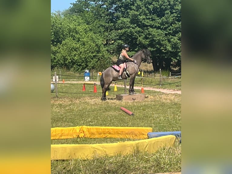 Islandpferd Wallach 5 Jahre in Waldmohr