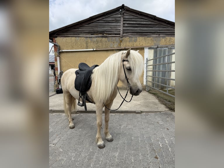 Islandpferd Wallach 5 Jahre Palomino in Kaufungen