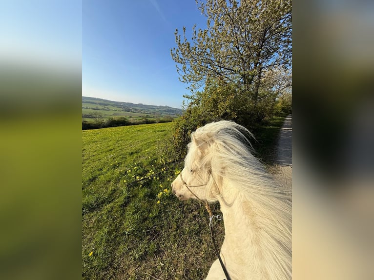 Islandpferd Wallach 5 Jahre Palomino in Kaufungen
