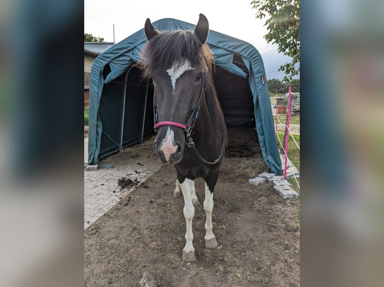 Islandpferd Wallach 5 Jahre Schecke in Ettlingen