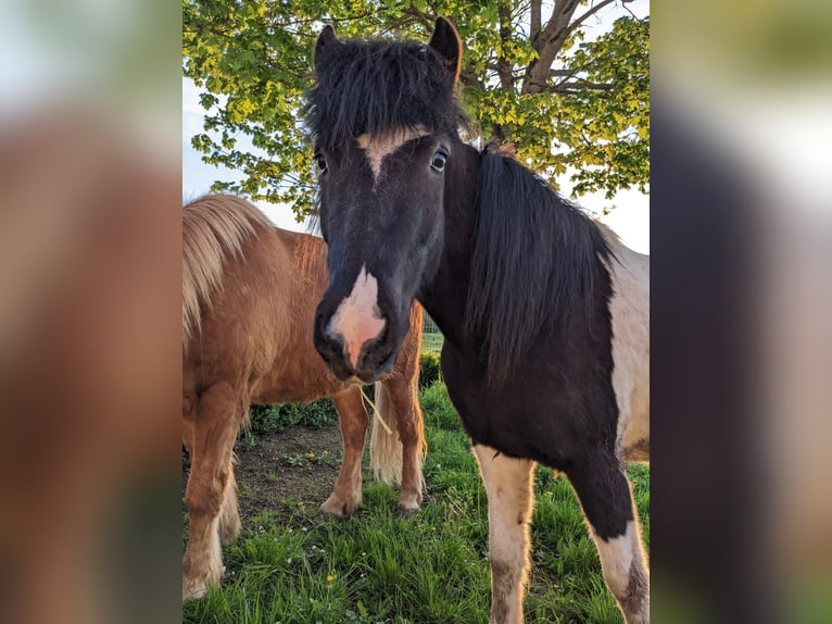 Islandpferd Wallach 5 Jahre Schecke in Ettlingen