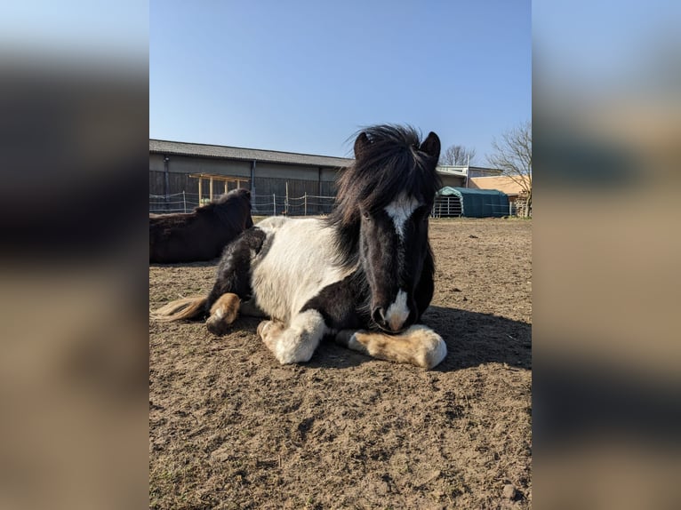 Islandpferd Wallach 5 Jahre Schecke in Ettlingen