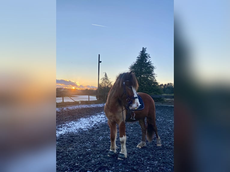 Islandpferd Wallach 5 Jahre Schecke in Weiskirchen