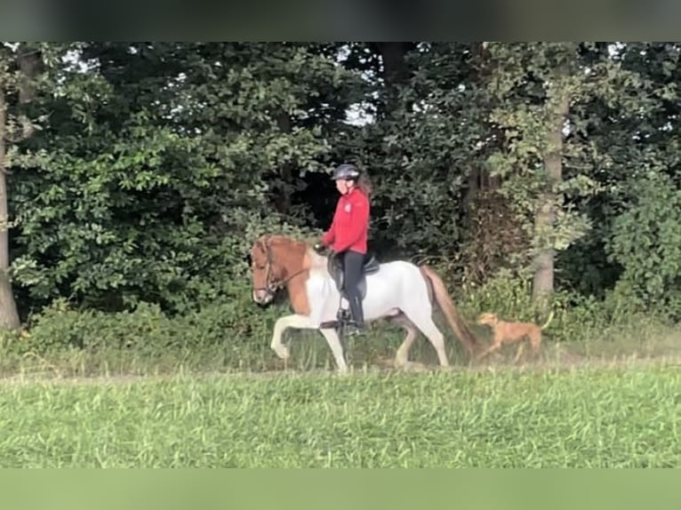 Islandpferd Wallach 6 Jahre 132 cm Schecke in Benneveld