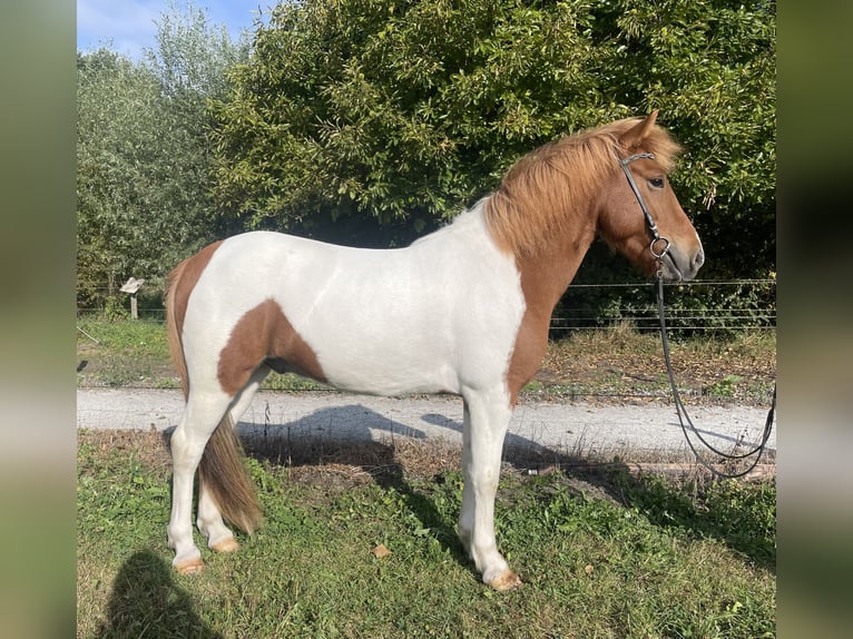 Islandpferd Wallach 6 Jahre 132 cm Schecke in Benneveld