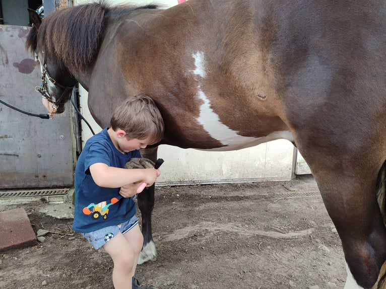 Islandpferd Wallach 6 Jahre 133 cm Brauner in Witten