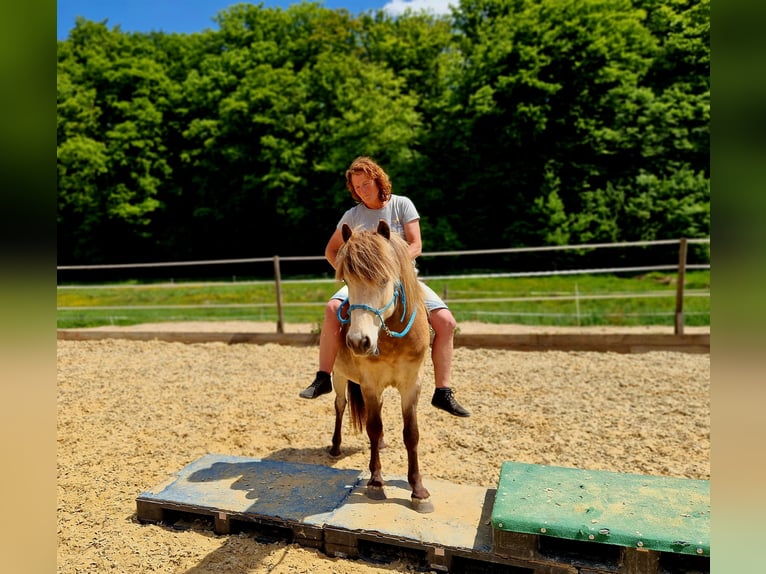 Islandpferd Wallach 6 Jahre 133 cm Falbe in Laubach