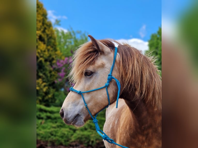 Islandpferd Wallach 6 Jahre 133 cm Falbe in Laubach