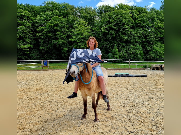 Islandpferd Wallach 6 Jahre 133 cm Falbe in Laubach
