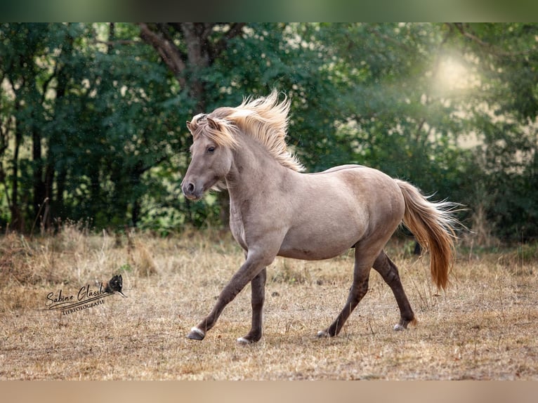 Islandpferd Wallach 6 Jahre 135 cm Falbe in Wadern