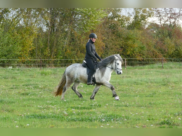 Islandpferd Wallach 6 Jahre 135 cm Schimmel in Euskirchen