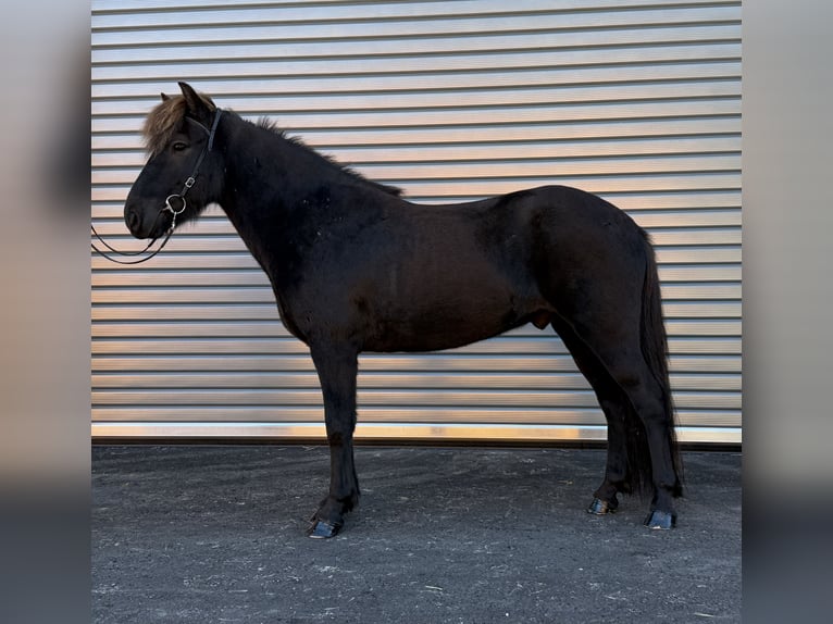 Islandpferd Wallach 6 Jahre 137 cm Rappe in Mining