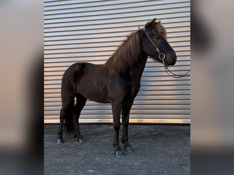 Islandpferd Wallach 6 Jahre 137 cm Rappe in Mining