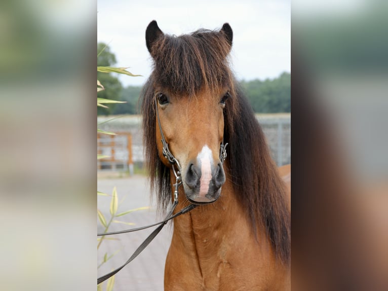 Islandpferd Wallach 6 Jahre 138 cm Brauner in Soltau