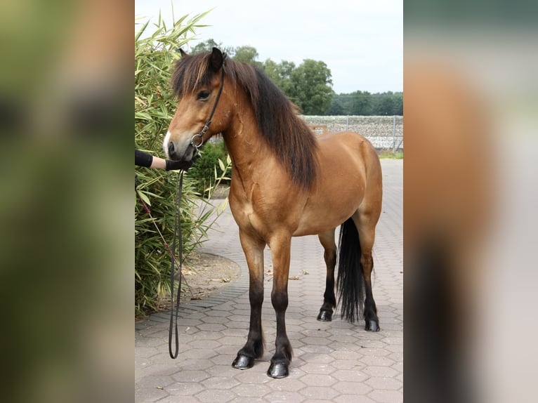 Islandpferd Wallach 6 Jahre 138 cm Brauner in Soltau