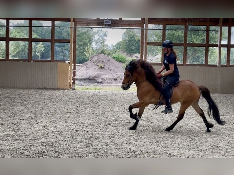 Islandpferd Wallach 6 Jahre 138 cm Brauner in Soltau