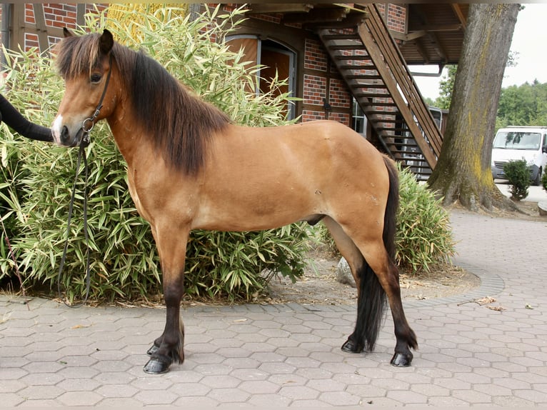 Islandpferd Wallach 6 Jahre 138 cm Brauner in Soltau