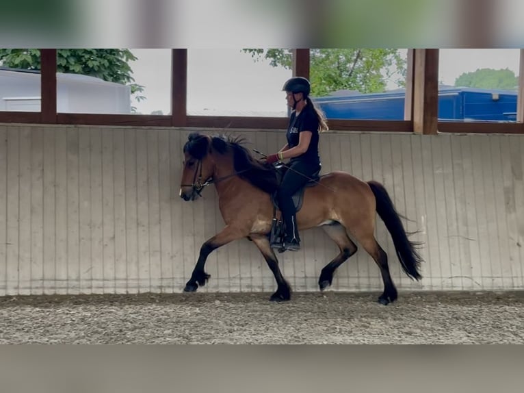 Islandpferd Wallach 6 Jahre 138 cm Brauner in Soltau